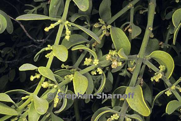 phoradendron leucarpum ssp tomentosum 1 graphic